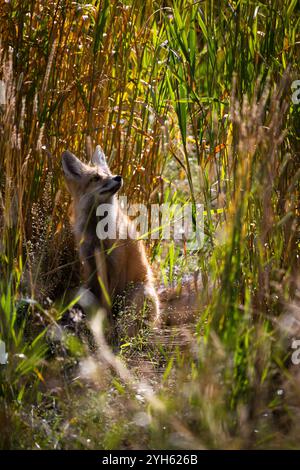 Una volpe rossa guarda attraverso l'erba del Grand Teton National Park, Wyoming. Foto Stock