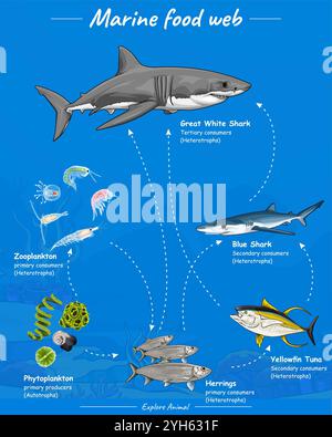 Un esempio di illustrazione della rete alimentare nella vita marina con sei creature. Grande squalo bianco, squalo azzurro, tonno pinna gialla, aringhe e molto altro ancora. Foto Stock