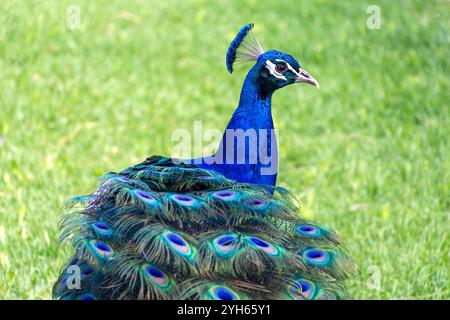 Il pavone indiano (Pavo cristatus) presso Maggie Beer's Farm Shop, Pheasant Farm Road, Nuriootpa, Barossa Valley, Australia meridionale, Australia Foto Stock