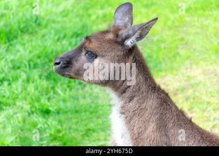 Canguro grigio di Kangaroo Island a Kangala Kangaroo and Wildlife Rescue, Hog Bay Road, Kangaroo Island (Karta Pintingga), Australia meridionale, Australia Foto Stock