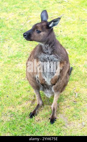 Canguro grigio di Kangaroo Island a Kangala Kangaroo and Wildlife Rescue, Hog Bay Road, Kangaroo Island (Karta Pintingga), Australia meridionale, Australia Foto Stock