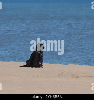 Cane solitario seduto su una spiaggia Foto Stock