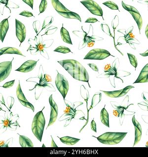 Frutta tropicale arancione acquerello disegnata a mano Foto Stock