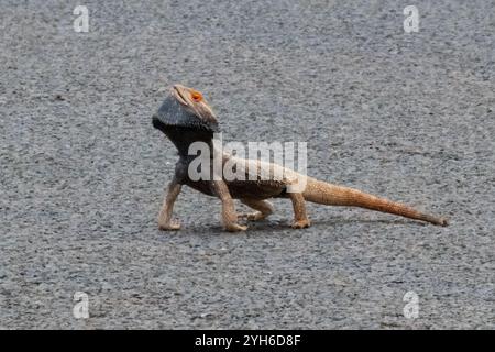 Drago barbuto centrale (Pogona vitticeps) sollevato in posizione di difesa e la pelle è diventata nera, Queensland, QLD, Australia Foto Stock