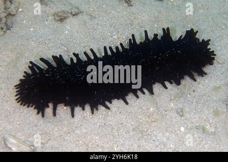 Cetriolo marino di pesce verde, Stichopus chloronotus, Menjangan Island, Bali, Indonesia Foto Stock