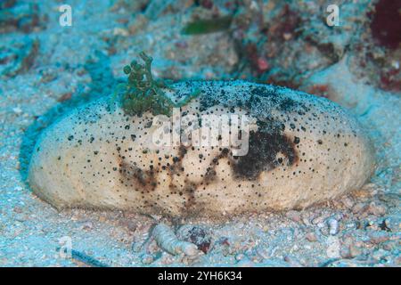 Cetriolo di mare in blocco, Holothuria fuscogilva, sito di immersione Tanjung Riarwepan, isola Mioswaar, parco nazionale Teluk Cenderawasih, baia di Cenderawasih Foto Stock