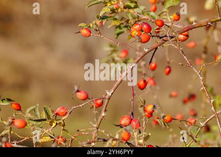 Una bella foto di una rosa alla moda in un parco cittadino. I frutti rosehip maturi appesi sul cespuglio, con le loro tonalità di rosso e arancione brillante, segnalano l'inizio di Foto Stock