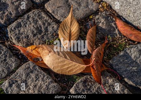 Primo piano delle foglie autunnali cadute nel mese di novembre in Svezia Foto Stock