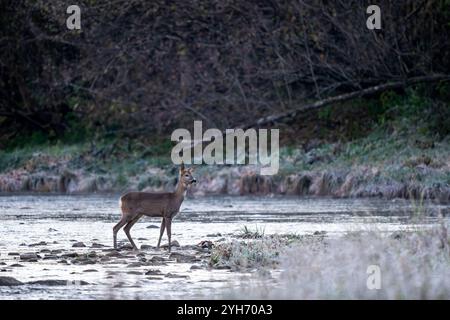Cervo europeo - Capreolus capreolus, ritratto di cervo comune proveniente da foreste, boschi e prati europei, fiume San, Polonia. Foto Stock