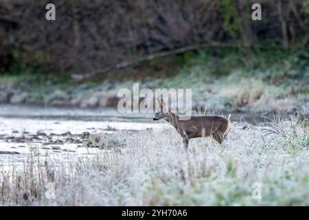 Cervo europeo - Capreolus capreolus, ritratto di cervo comune proveniente da foreste, boschi e prati europei, fiume San, Polonia. Foto Stock