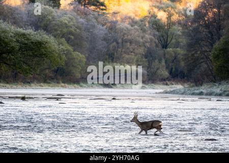 Cervo europeo - Capreolus capreolus, ritratto di cervo comune proveniente da foreste, boschi e prati europei, fiume San, Polonia. Foto Stock