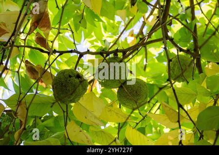 Maclura pomifera frutta o mela Adamo che cresce su albero. Famiglia di Mulberry (Moraceae) utilizzato in medicina alternativa articolazioni sciatica.osage arancio, cavallo appl Foto Stock