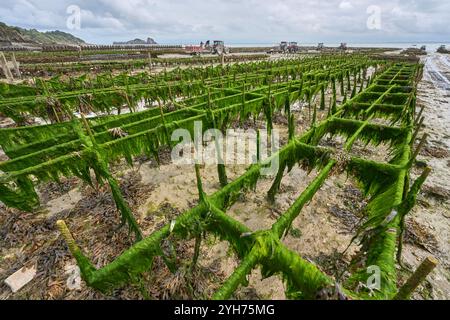 Allevatore di ostriche che raccoglie ostriche durante la bassa marea nella baia di Cancale, il centro dell'allevamento di ostriche in Francia, in Europa Foto Stock