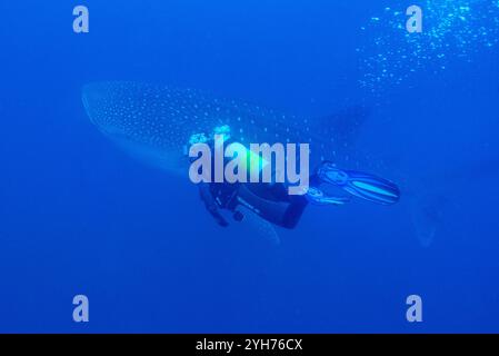 Squalo balena e immersioni sull'isola Cocos Foto Stock