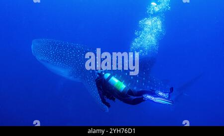 Squalo balena e immersioni sull'isola Cocos Foto Stock