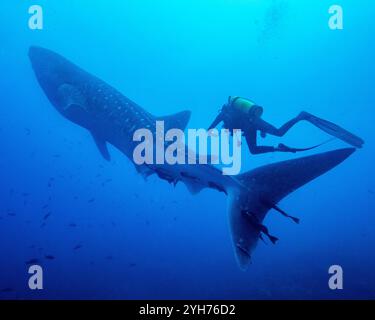 Squalo balena e immersioni sull'isola Cocos Foto Stock