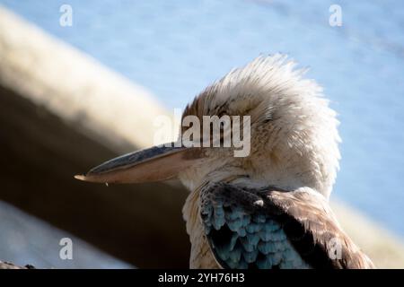 Il Kookaburra dalle ali blu è un grande kingfisher con una grande testa quadrata e una lunga banconota. Foto Stock