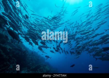 i jack di tiro all'isola dei cocos Foto Stock