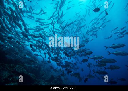 i jack di tiro all'isola dei cocos Foto Stock