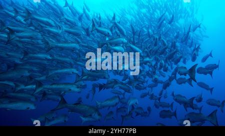 i jack di tiro all'isola dei cocos Foto Stock