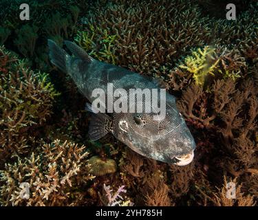 pesce palla gigante phillipines Foto Stock