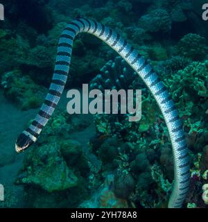 Krait di mare dalle labbra gialle Foto Stock