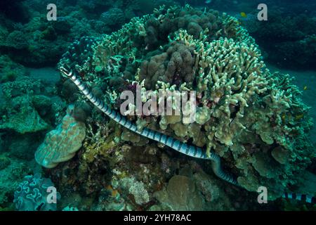 Krait di mare dalle labbra gialle Foto Stock