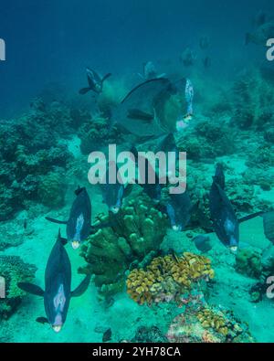 Humphead Parrotfish Sipidan Foto Stock