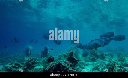 Humphead Parrotfish Sipidan Foto Stock