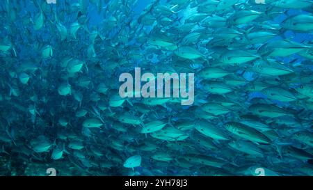 Trevally Shoal Sipidan Foto Stock