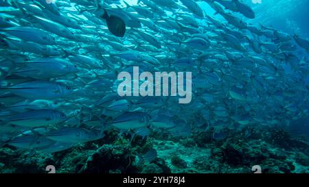 Trevally Shoal Sipidan Foto Stock