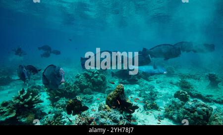 Humphead Parrotfish Sipidan Foto Stock