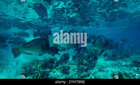 Humphead Parrotfish Sipidan Foto Stock