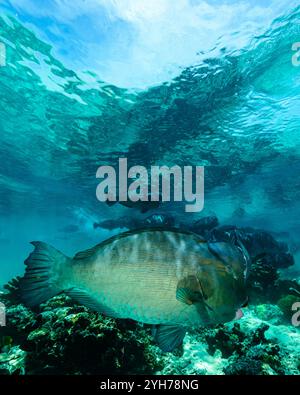 Humphead Parrotfish Sipidan Foto Stock