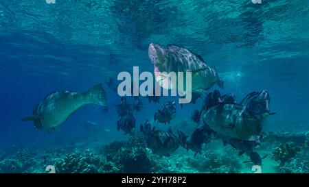 Humphead Parrotfish Sipidan Foto Stock