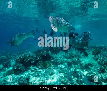 Humphead Parrotfish Sipidan Foto Stock