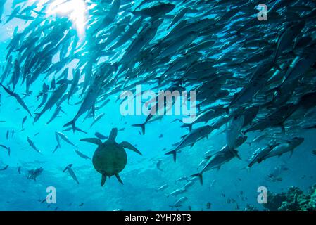 Tartaruga verde con Trevally Shoal Foto Stock