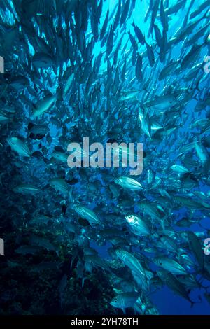 Trevally Shoal Sipidan Foto Stock