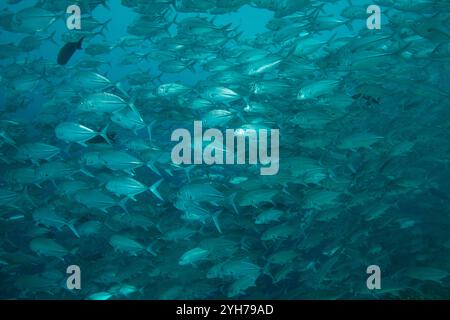 Jack Shoal sulla barriera corallina di Sipidan Foto Stock