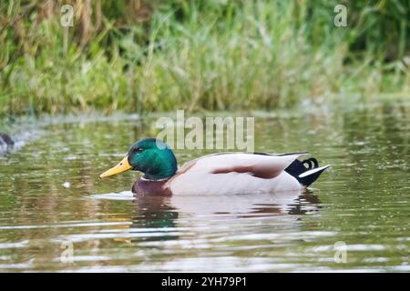 L'anatra (Anas platyrhynchos). Il corvo è una specie anseriforme di medie dimensioni leggermente più pesante delle altre nel suo sottofondo Foto Stock