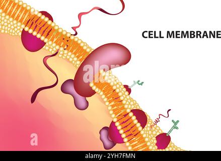 Struttura dettagliata della membrana al plasma, illustrazione vettoriale su sfondo bianco, diagramma di biologia cellulare, grafica scientifica Illustrazione Vettoriale