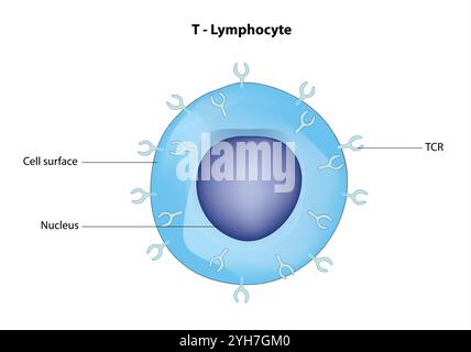 Cella T, icona cella T, cella T helper e cella T citotossica, tipi di antigene CD, CD4 e CD8. Cella T isolata su sfondo bianco. Illustrazione vettoriale Illustrazione Vettoriale