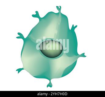 Cella T, icona cella T, cella T helper e cella T citotossica, tipi di antigene CD, CD4 e CD8. Cella T isolata su sfondo bianco. Sistema immunitario Illustrazione Vettoriale