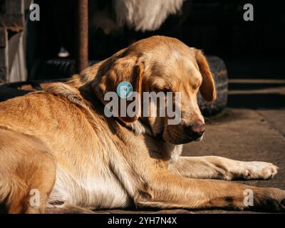 Cane marrone randagio con etichetta vaccinata, stato di vaccinazione della rabbia sull'orecchio, dorme per strada in Georgia. Foto Stock