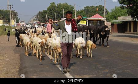 Pastori che allevano pecore e bovini lungo l'autostrada tra Rajkot e Bhavnagar nel Gujarat, India Foto Stock