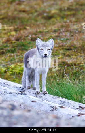 Volpe artica adulta, Vulpes Lagopus, in piedi su un tronco a Longyearbyen, Svalbard, un arcipelago norvegese tra la Norvegia continentale e il Polo Nord. Si Foto Stock
