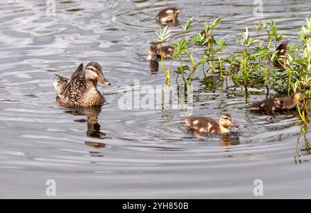 Anas platyrhnchos - anatra e anatre di Mallard, laghetto di anatre, Helensburgh, Scozia Foto Stock