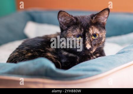 Un bellissimo gatto è comodamente adagiato su un'accogliente coperta blu mentre guarda con curiosità direttamente la fotocamera con i suoi occhi luminosi Foto Stock