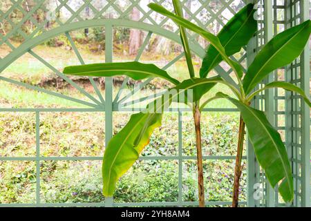 A vibrant green banana plant with large leaves is seen through a window pane with a delicate lattice design. The window is painted a light mint green, Foto Stock