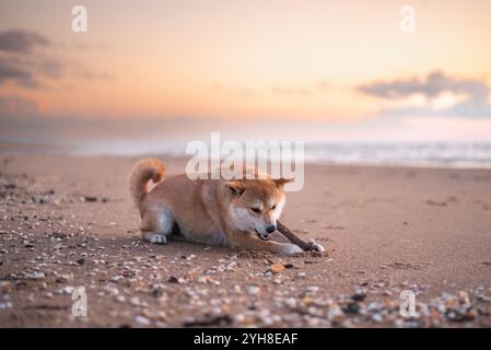 Un cane Shiba Inu Rosso è disteso sulla sabbia e strizza il bastone di legno sulla spiaggia del Mar Baltico durante il tramonto Foto Stock